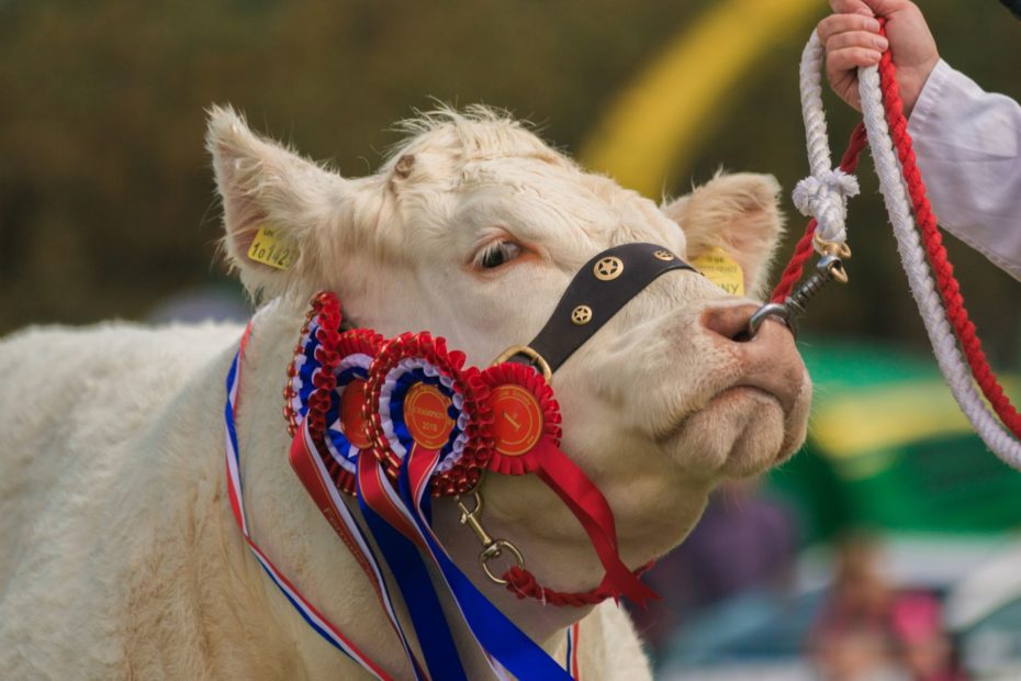 A Day at Caithness Show Caithness Show